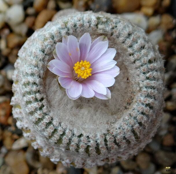 Fájl:Yavia cryptocarpa.AGy 01.jpg