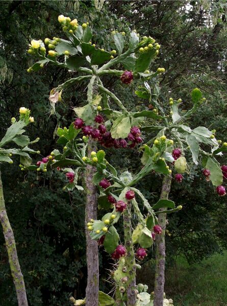 Fájl:Brasiliopuntia brasiliensis 01-000.jpg