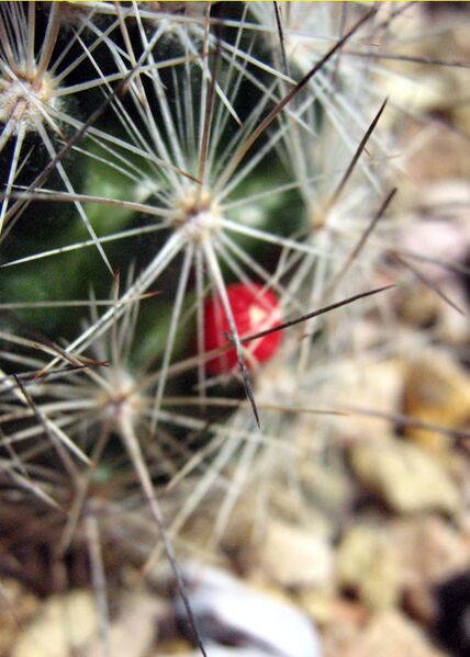 Fájl:Escobaria zilziana-001.jpg