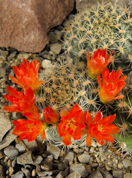 Fájl:Rebutia neocumingii trollii-0.jpg