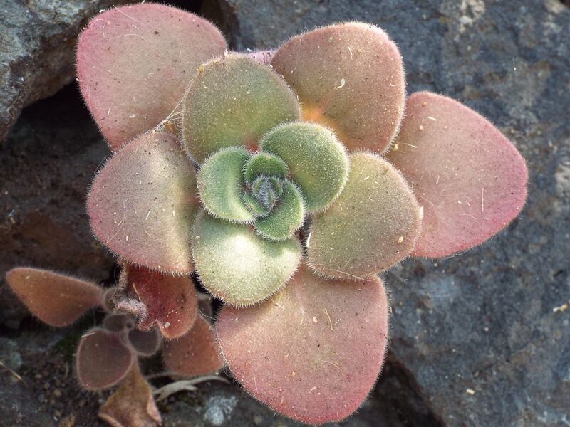 Fájl:Aichryson laxum-001.jpg