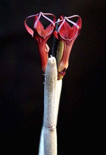 Fájl:Ceropegia fusca.JCs-01.jpg
