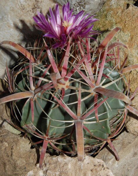Fájl:Ferocactus latispinus.PL 01.jpg