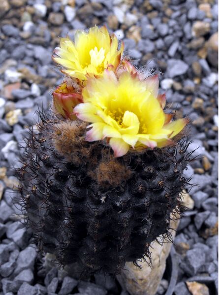 Fájl:Frailea mammifera angelesiae-000.jpg