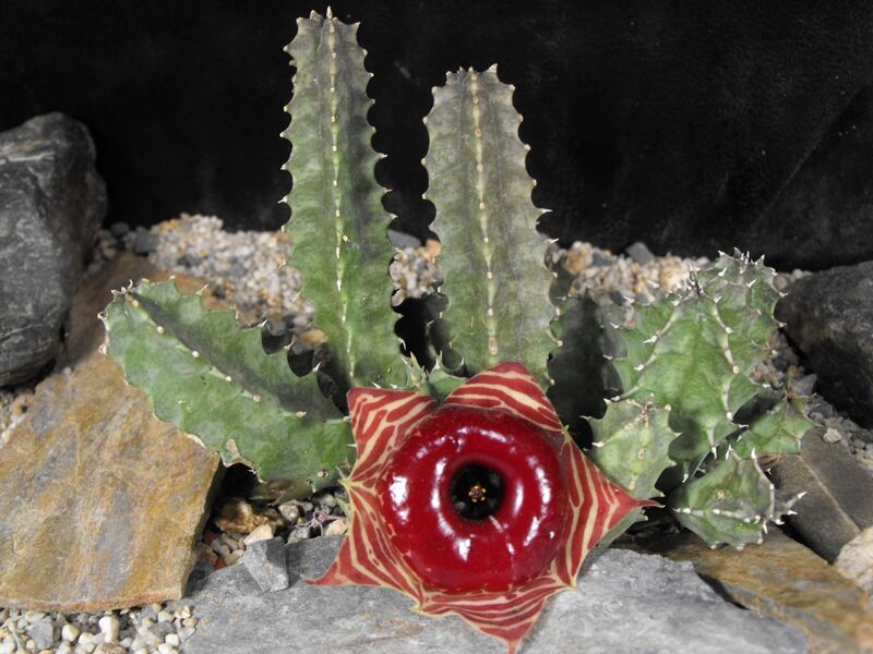 Fájl:Huernia zebrina-003.jpg