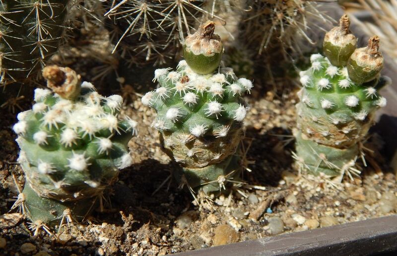 Fájl:Pediocactus bradyi subsp. winkleri-001.jpg
