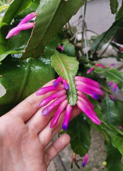 Fájl:Pseudorhipsalis amazonica subsp. panamensis.VargaZs 01.jpg