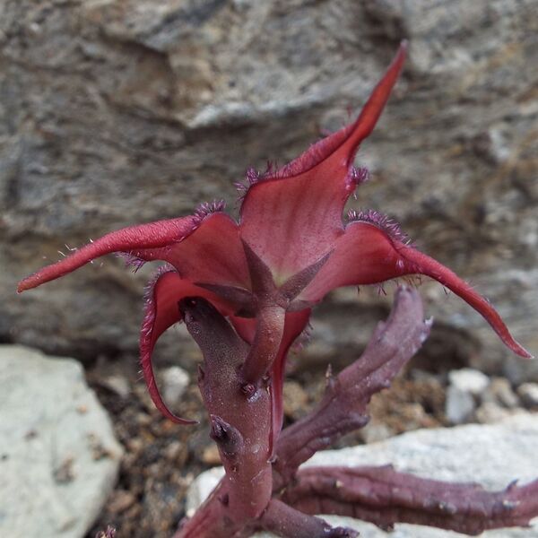 Fájl:Stapelia schinzii angolensis-002.jpg