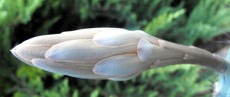 Fájl:Cereus aethiops-001.jpg