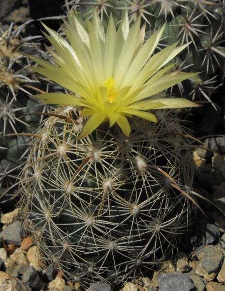 Fájl:Coryphantha delaetiana-002.jpg