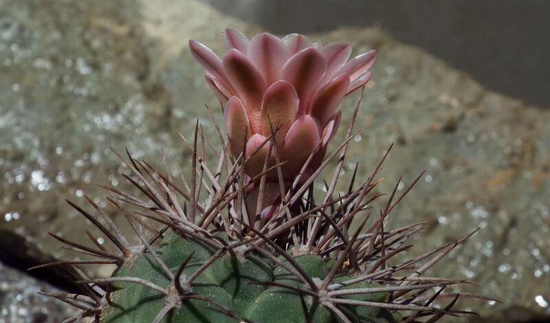 Fájl:Gymnocalycium hossei-001.jpg