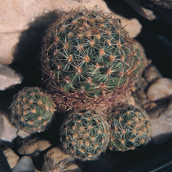 Fájl:Pozsgáslap 034-001.jpg