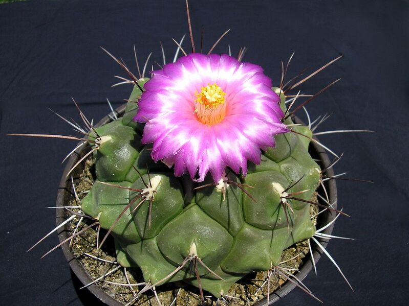 Fájl:Thelocactus buekii.SzJ 01.jpg