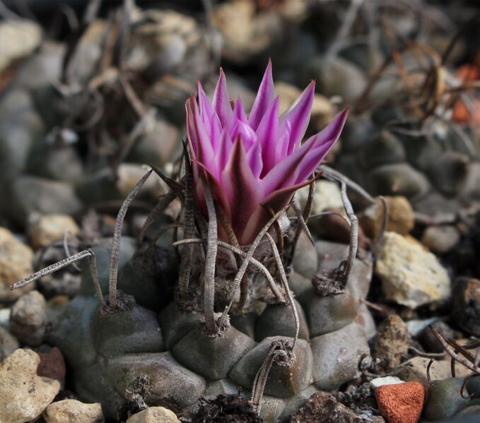 Fájl:Turbinicarpus schmiedickeanus rubriflorus-001.jpg