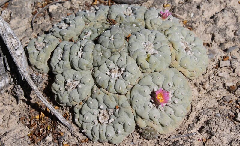 Fájl:Lophophora fricii-002.jpg