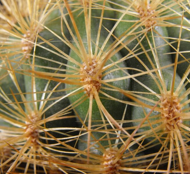 Fájl:Matucana aurantiaca pallarensis-001.jpg