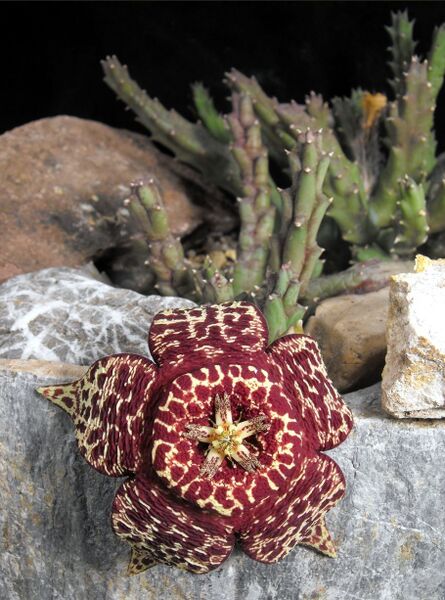 Fájl:Orbea variegata 01-0.jpg