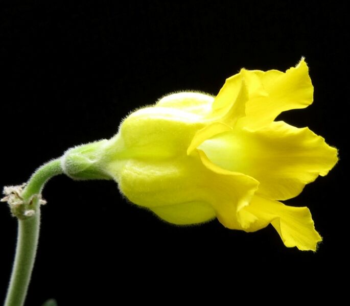 Fájl:Pachypodium horombense-3.jpg