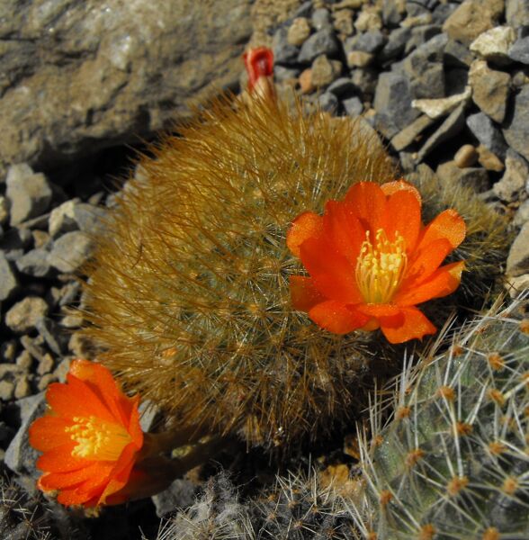Fájl:Rebutia fiebrigii archibuiningiana-1.jpg