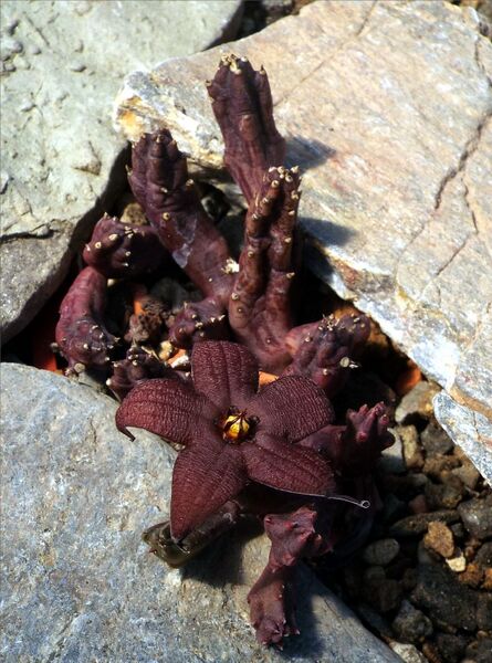 Fájl:Stapelia schinzii-0.jpg