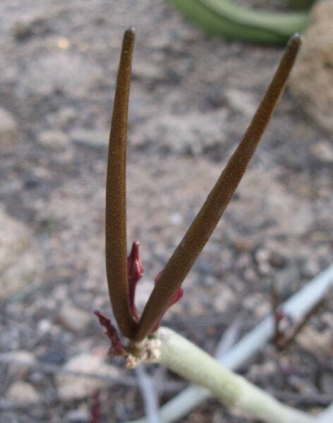 Fájl:Ceropegia fusca 1 rész-003.jpg