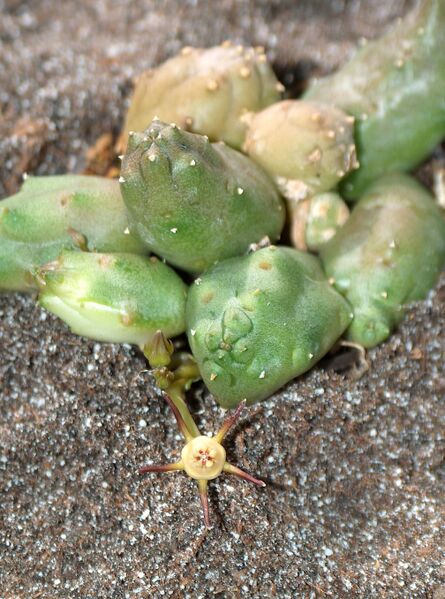 Fájl:Duvalia parviflora-000.jpg