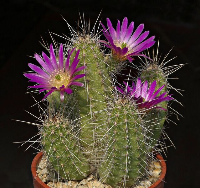 Fájl:Echinocereus parkeri SB1575.SzJ 02.jpg