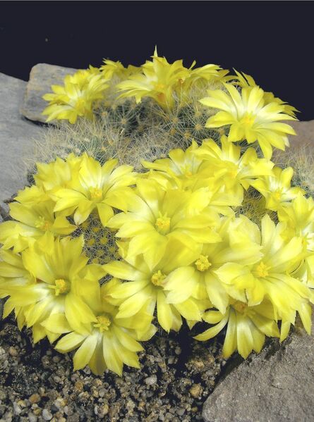 Fájl:Mammillaria baumii-0.jpg