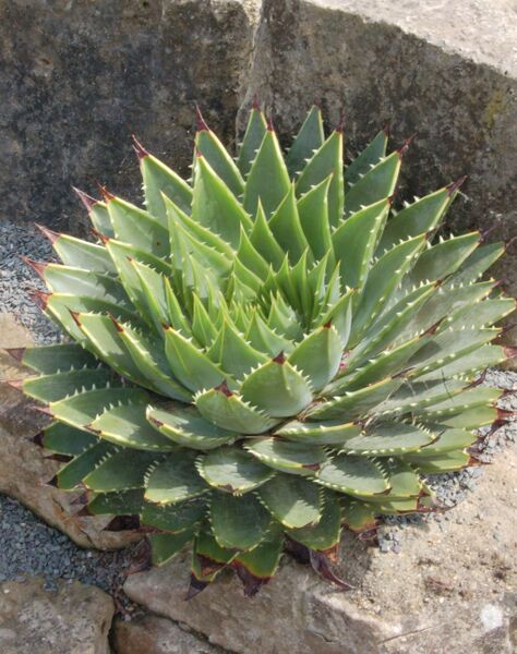 Fájl:Aloe polyphylla.PL 01.jpg