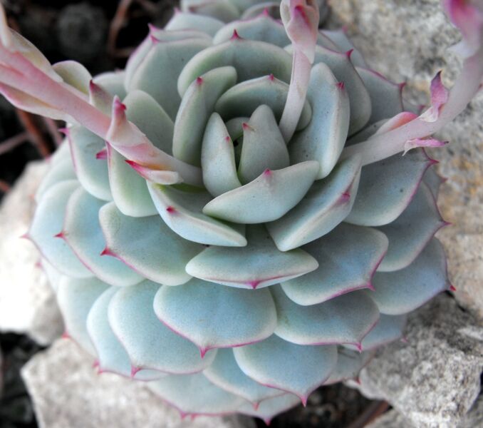 Fájl:Echeveria derenbergii-001.jpg