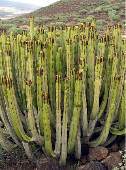 Fájl:Euphorbi canariensis 01-000.jpg