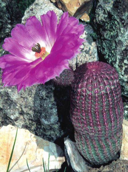 Fájl:Pozsgáslap 047-000.jpg