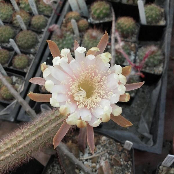 Fájl:Acanthocereus oaxacensis Balázs Zoltán 02.jpg