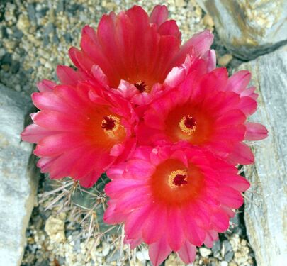 Notocactus mammulosus f. rubriflorus