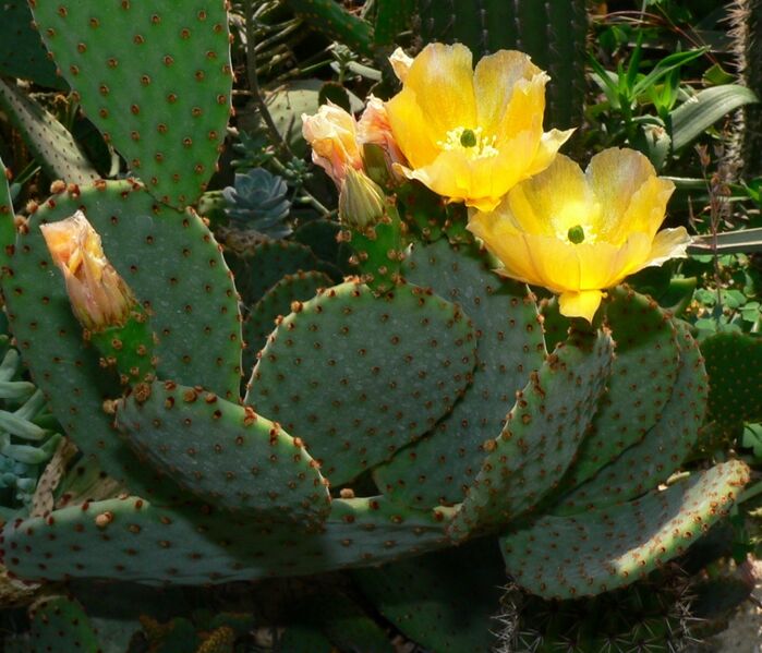 Fájl:Opuntia microdasys-2.jpg