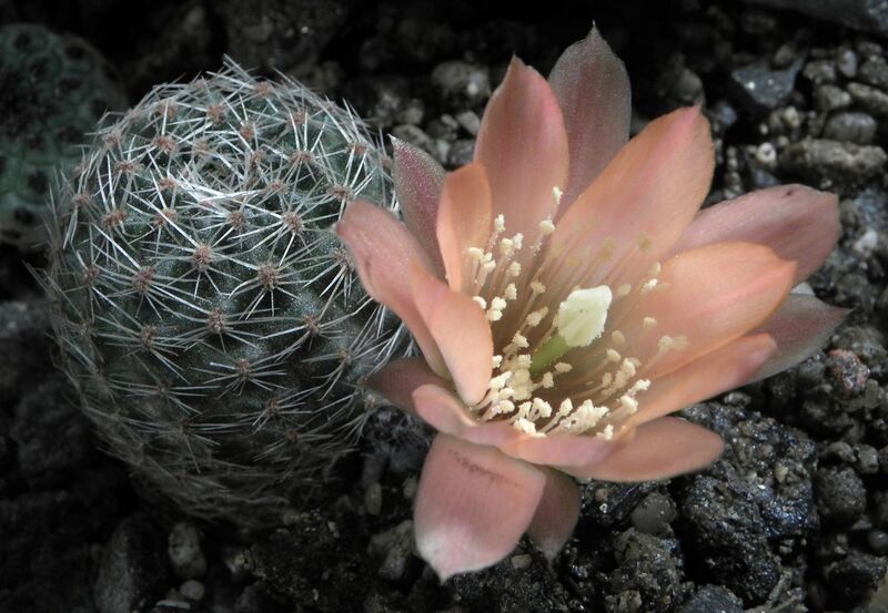 Fájl:Rebutia pygmaea mudanensis-1.jpg