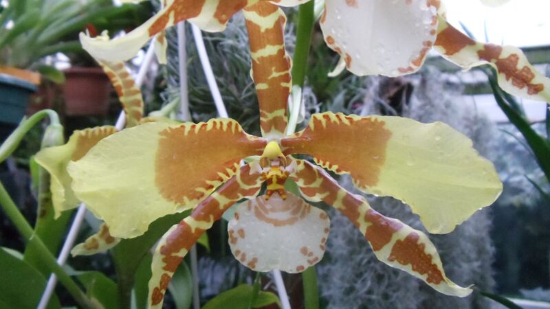 Fájl:Rossioglossum grande.HF 01.jpg