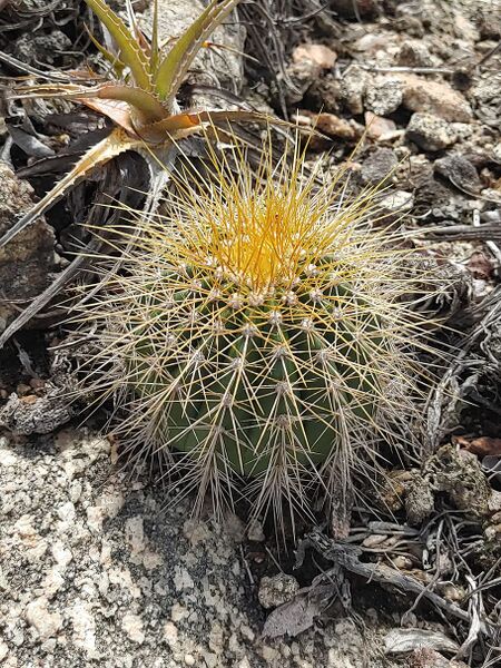 Fájl:Coleocephalocereus aureus.RZ 01.jpg