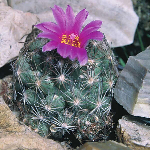 Fájl:Pozsgáslap 037-001.jpg