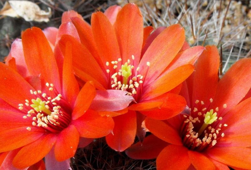 Fájl:Rebutia ritteri-1.jpg