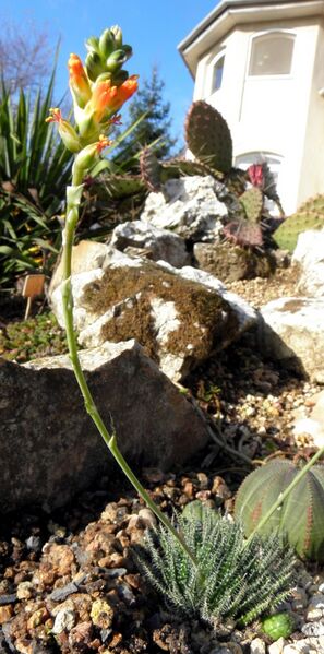 Fájl:Aloё haworthioides aurantiaca-001.jpg