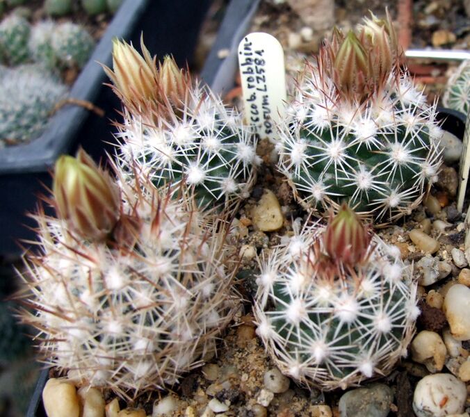 Fájl:Escobaria robbinsorum-003.jpg