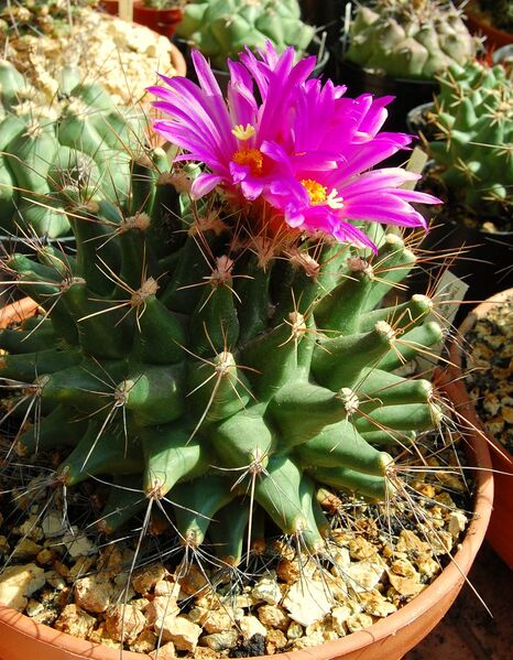 Fájl:Thelocactus matudae.jpg