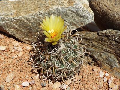 Coryphantha kracikii