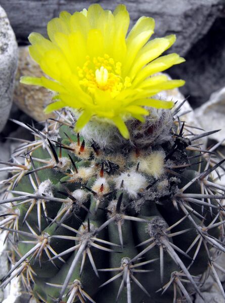 Fájl:Eriosyce islayensis islayensis-000.jpg