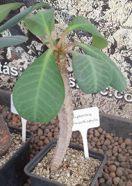Fájl:Euphorbia rubricyathophylla.JCs 01.jpg