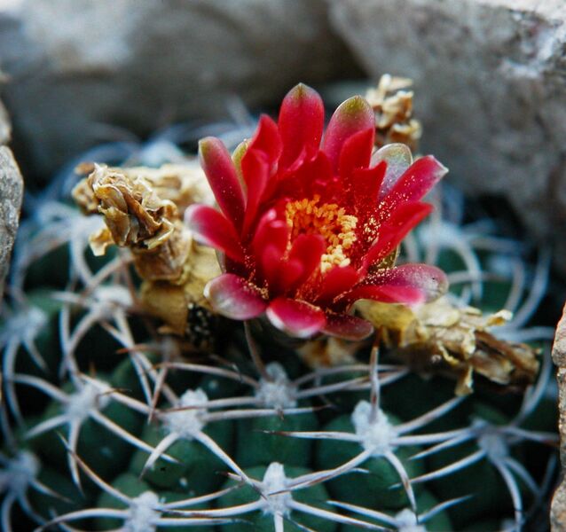 Fájl:Gymnocalycium carminanthum-001.jpg