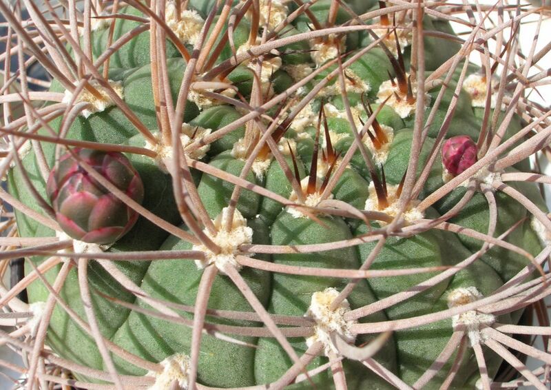 Fájl:Gymnocalycium oenanthemum ambatoense 2 rész-002.jpg