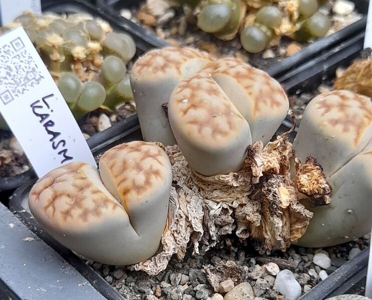 Fájl:Lithops karasmontana.JCs 02.jpg