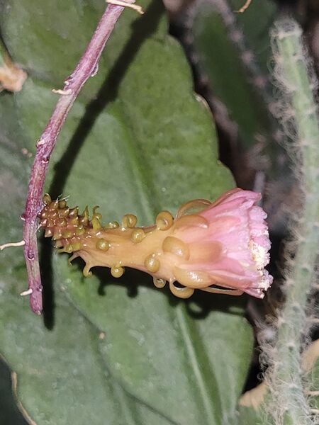 Fájl:Weberocereus tunilla ssp biolleyi.VZs 01.jpg